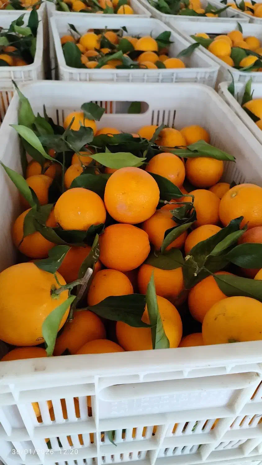 پرتقال خونی|عمده‌فروشی|چهاربرج, |دیوار