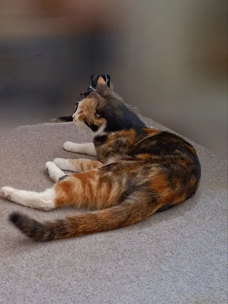 گربه گمشده با مژدگانی بیست میلیون تومانی|حیوانات|بروجرد, |دیوار