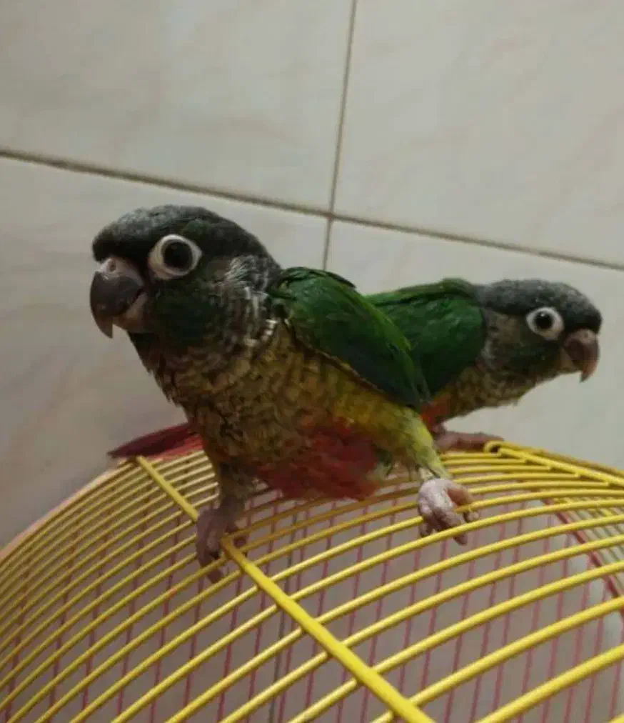 حراج جوجه ی سرلاکی طوطیهای خانگی دستی|پرنده|همدان, |دیوار