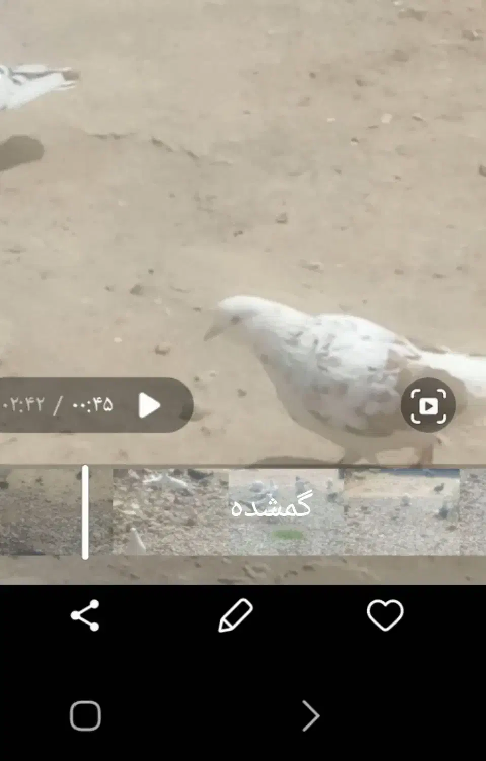 کبوتر گمشده|حیوانات|خان ببین, |دیوار