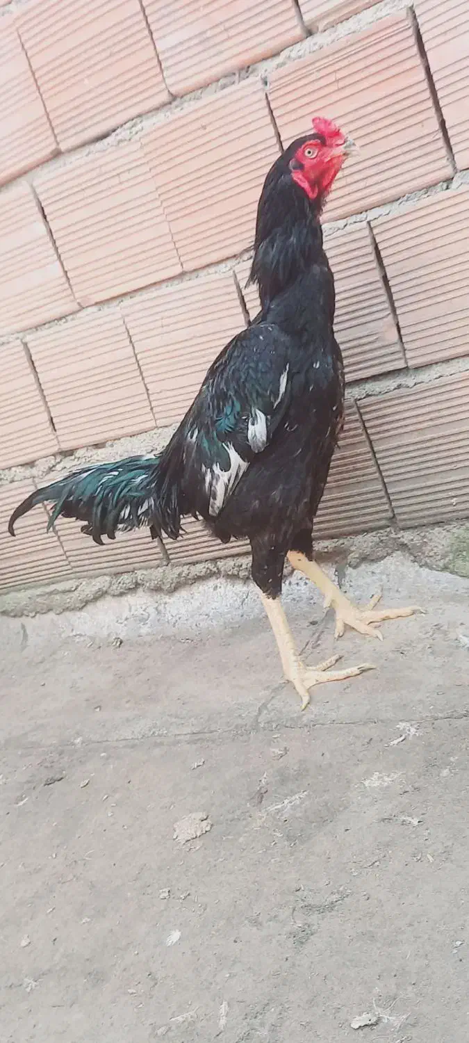 خروس مرغ لاری|حیوانات مزرعه|رامیان, |دیوار