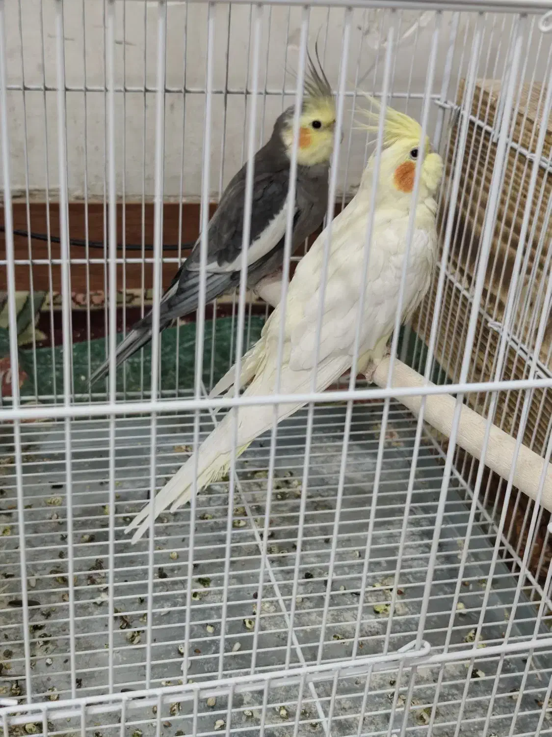 فروش سه عدد عروس هلندی|پرنده|کازرون, |دیوار