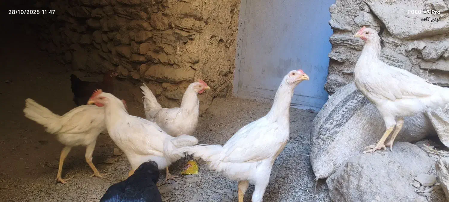 مرغ خروس|حیوانات مزرعه|سروآباد, |دیوار