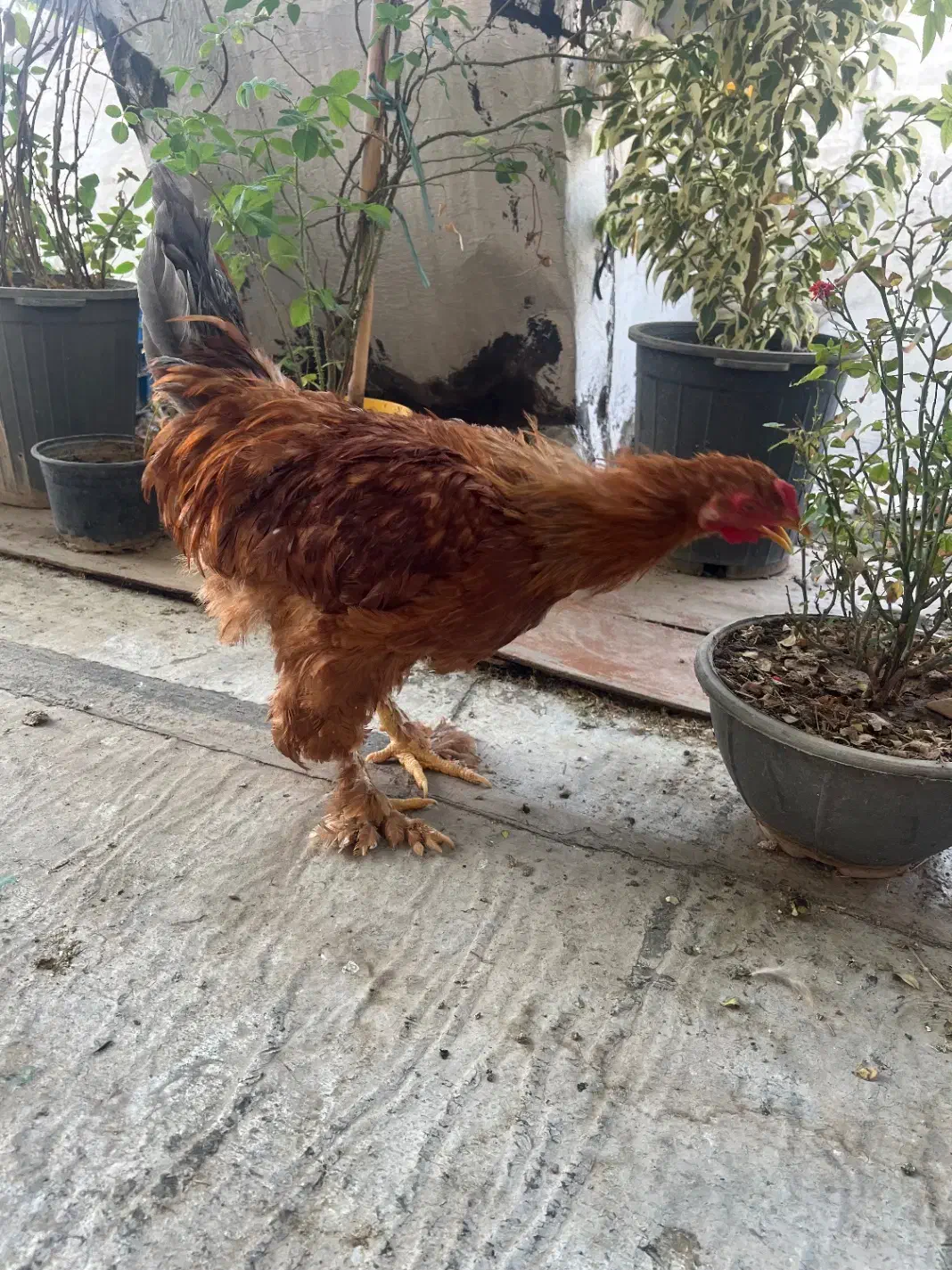 خروس برهما فقط معاوضه|حیوانات مزرعه|تهران, بازار|دیوار