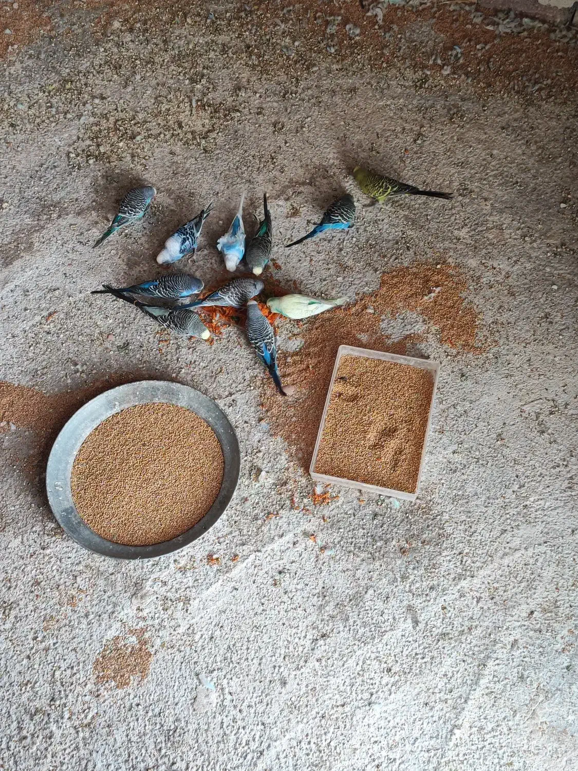 فروش تعدادی مرغ عشق جوان و بالغ|پرنده|قره ضیاالدین, |دیوار