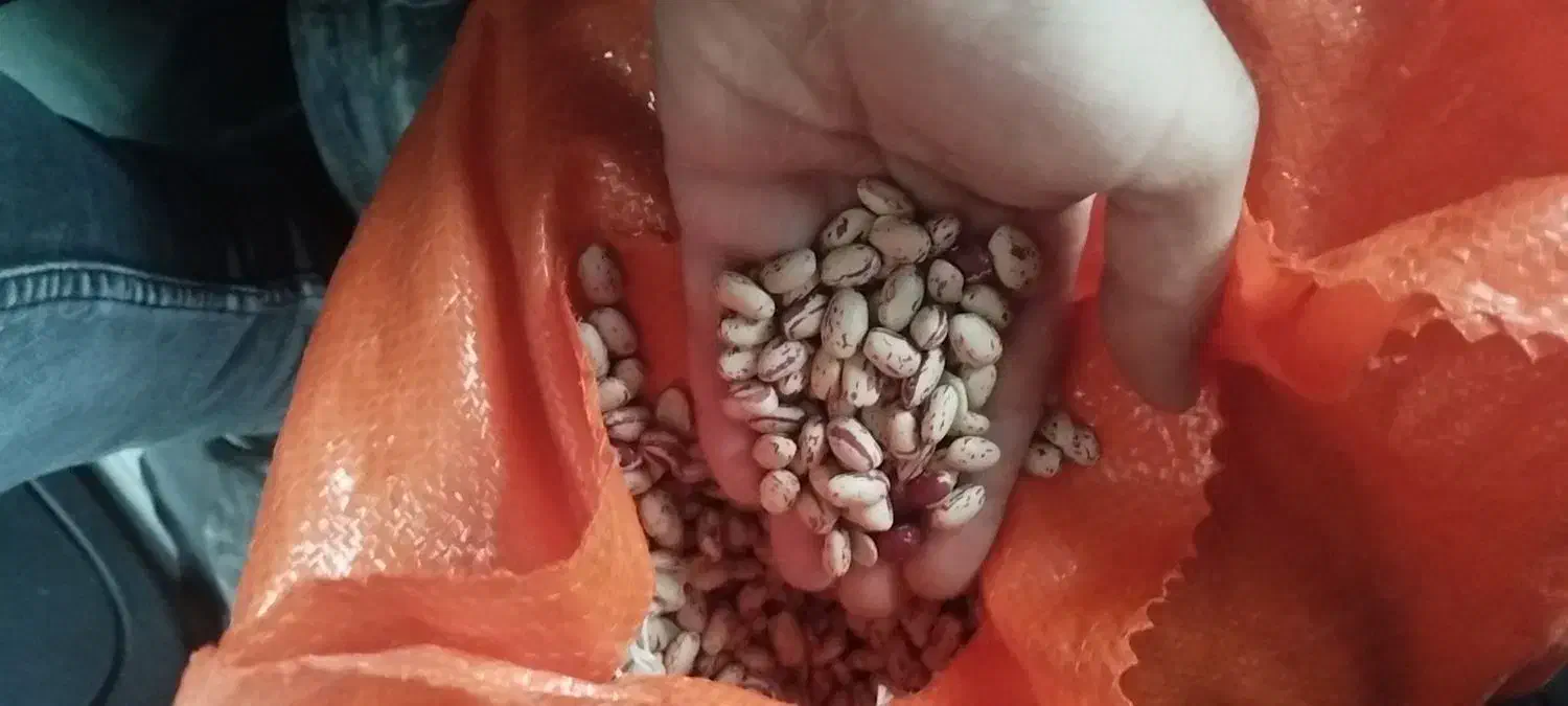 لوبیا چیتی خوش پخت و اعلا|خوردنی و آشامیدنی|سردشت, |دیوار