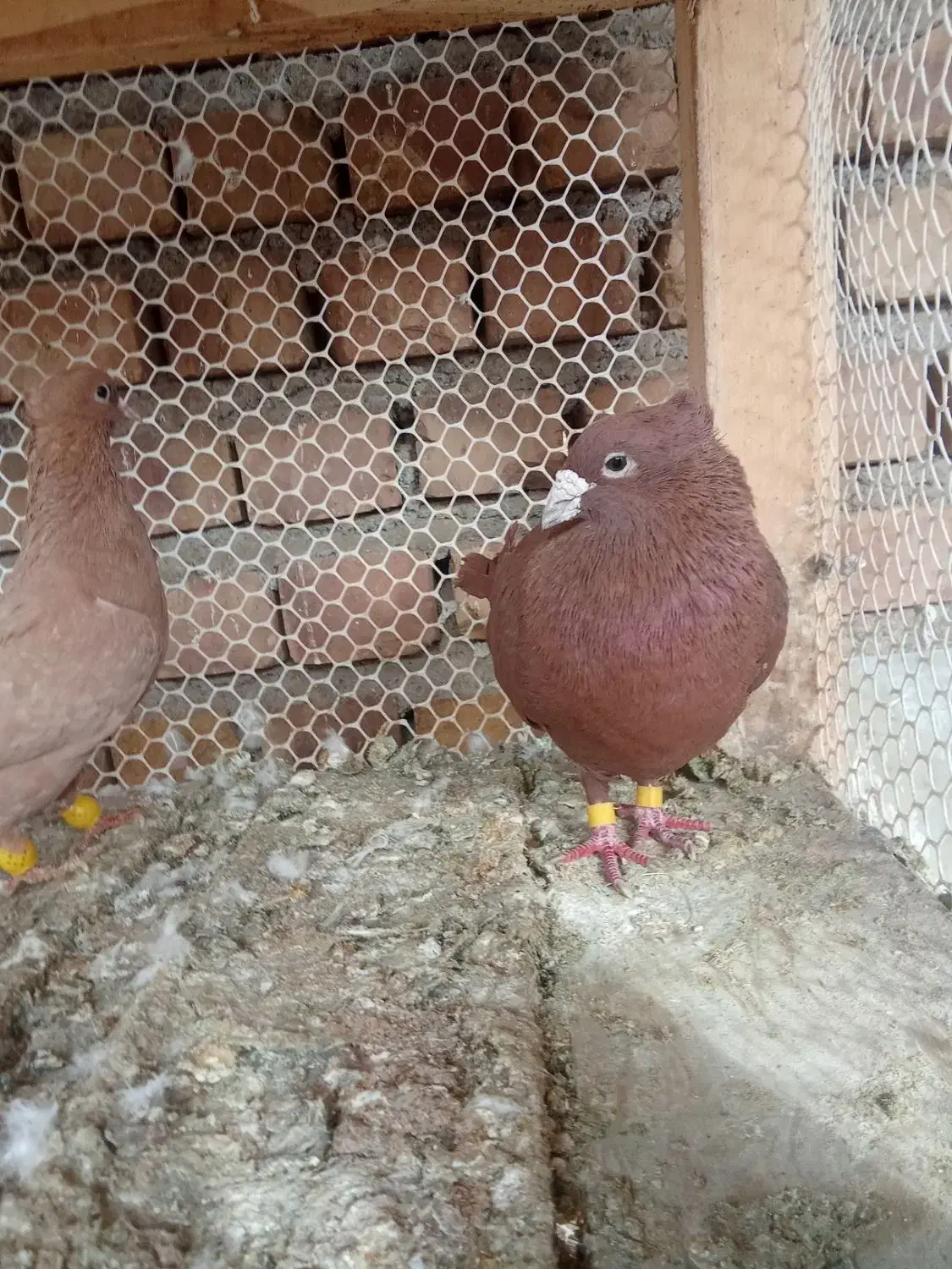 کبوتر2عدد|پرنده|نیشابور, ریوند|دیوار