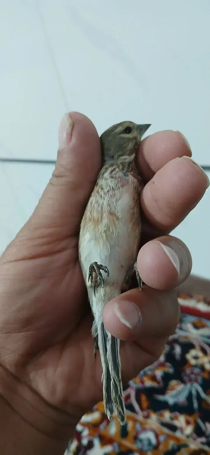 با سلام/سهره سینه سرخ نر|پرنده|قزوین, |دیوار