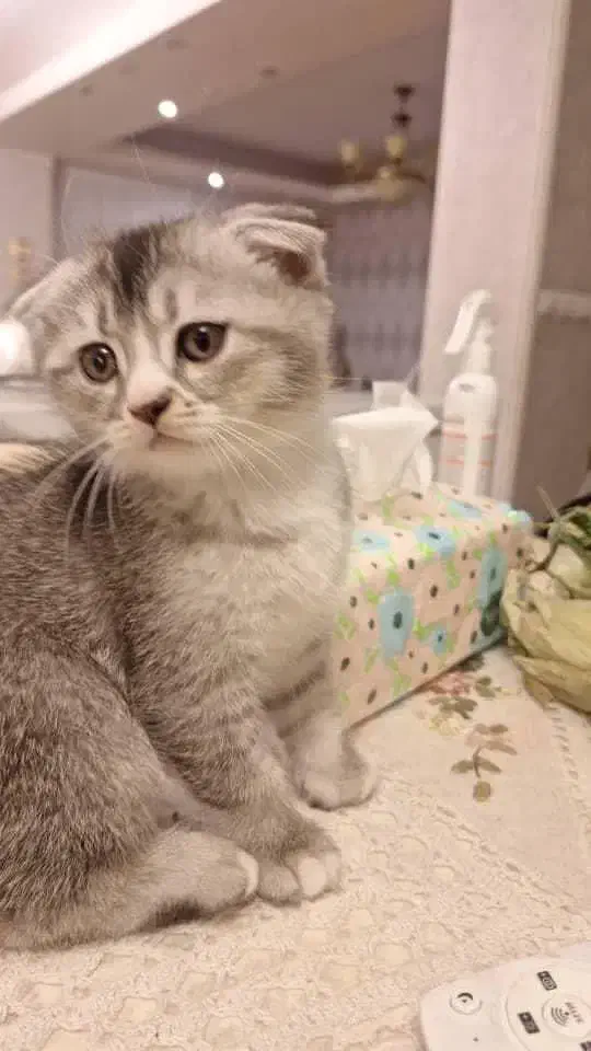 گربه|گربه|تبریز, |دیوار