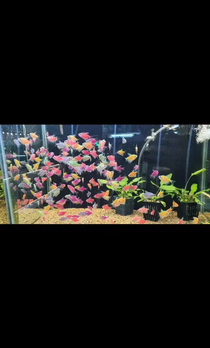 ماهی آکواریومی|ماهی|سبزوار, پیام|دیوار