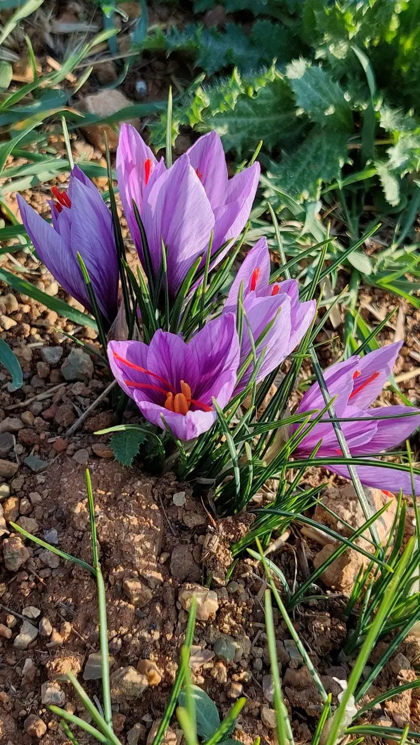 زعفران|گل و گیاه طبیعی|بروجرد, |دیوار