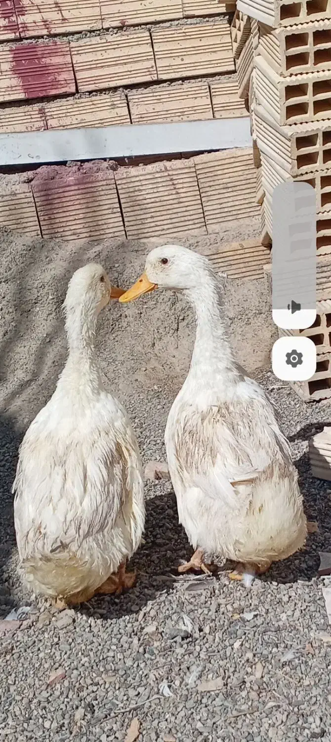 اردک جوان سالم و سرحال درشت وسنگین|حیوانات مزرعه|اصفهان, کوی امیریه|دیوار