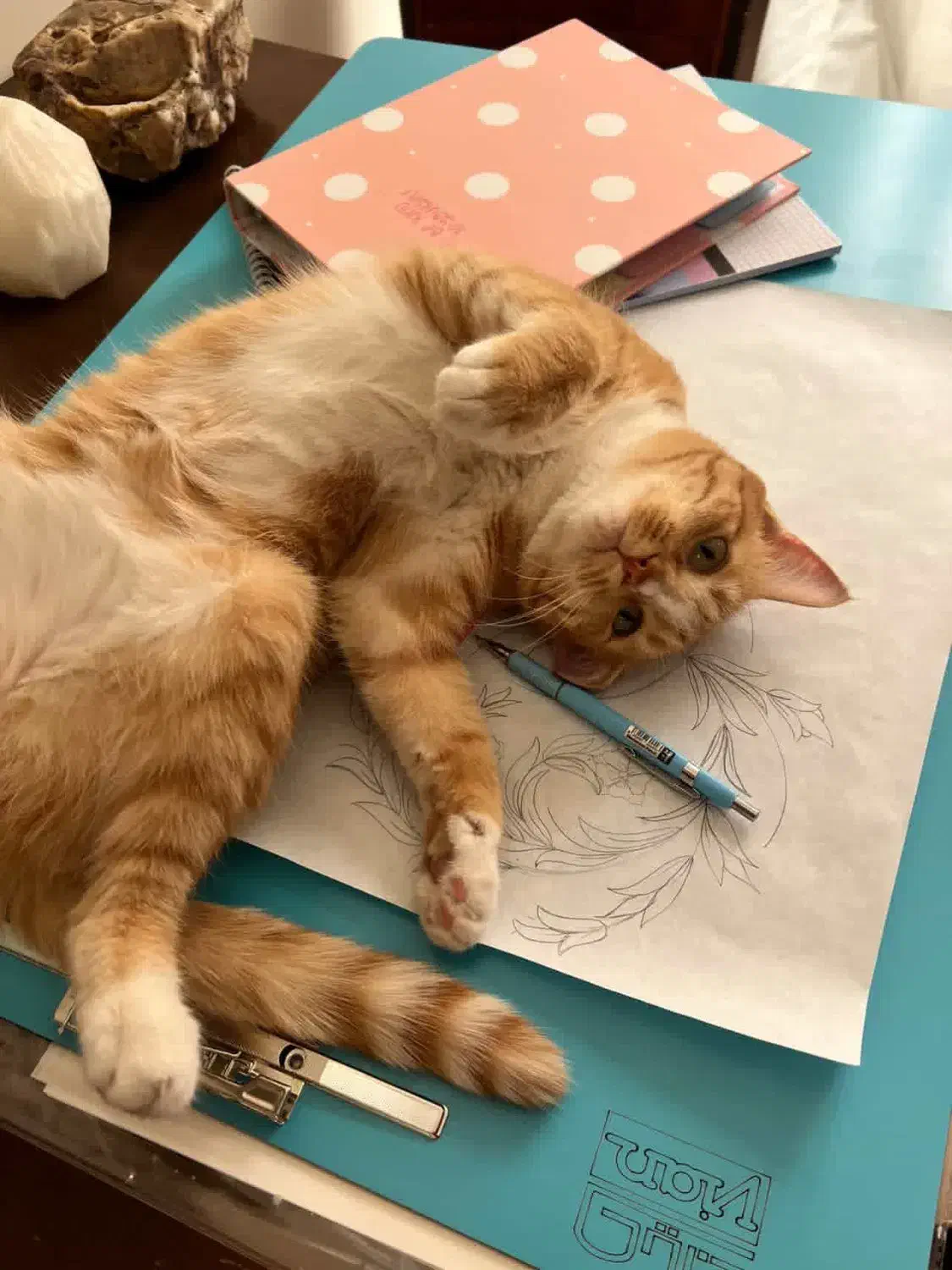 واگذاری|گربه|بیرجند, |دیوار