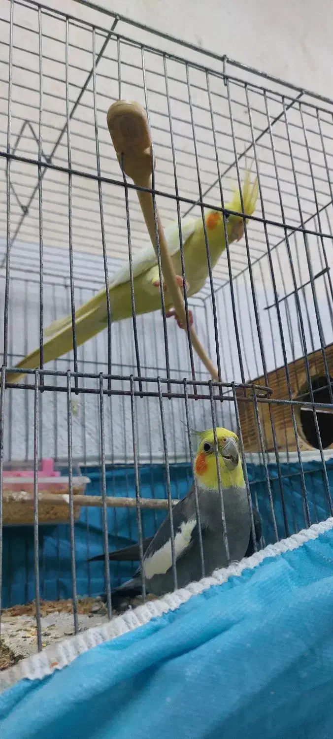 جفت طوطی عروس|پرنده|رشت, کوی جام جم|دیوار