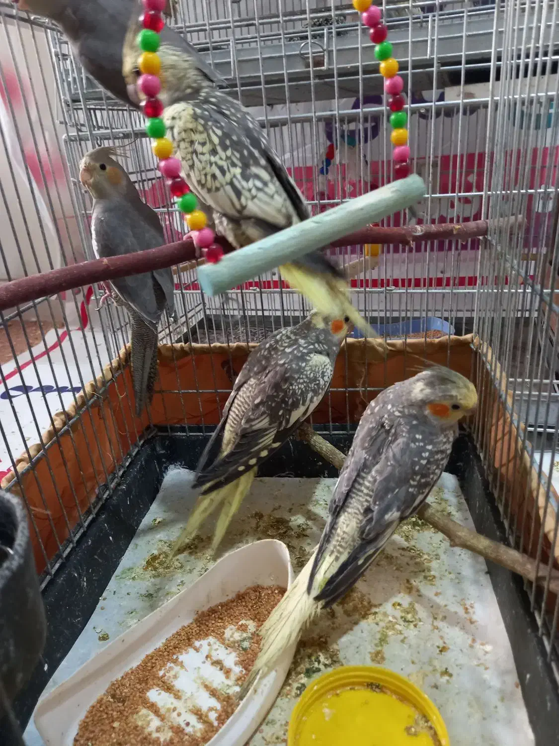 عروس هلندی|پرنده|تهران, حکیمیه|دیوار