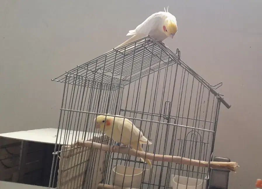 عروس هلندی و مرغ عشق انگلیسی|پرنده|کرج, حصار|دیوار