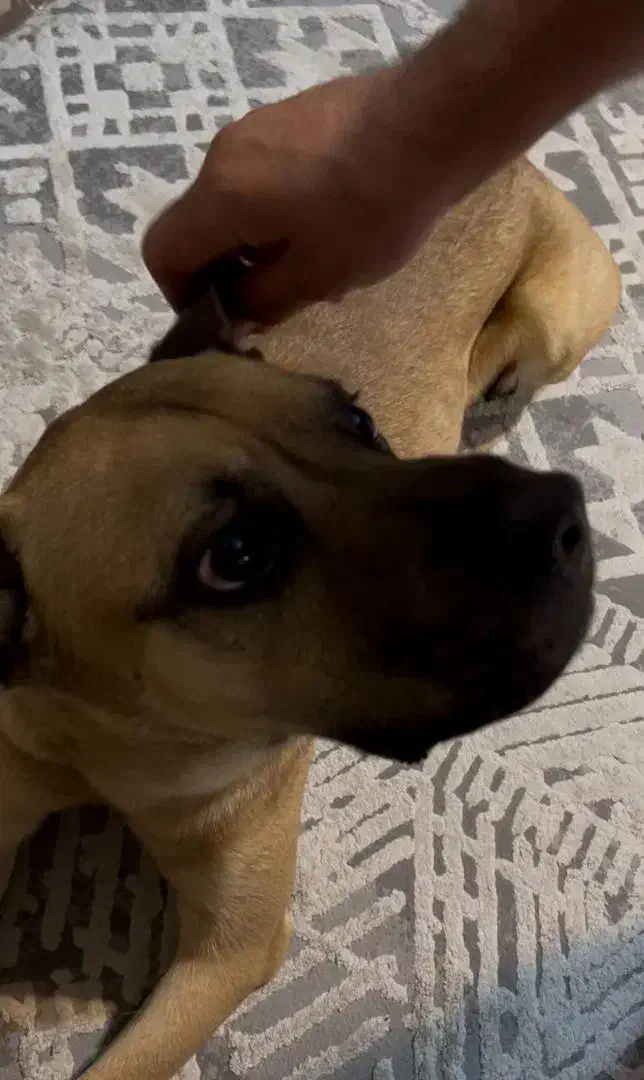 سگ گمشده|سگ|صدرا-فارس, فاز ۱|دیوار