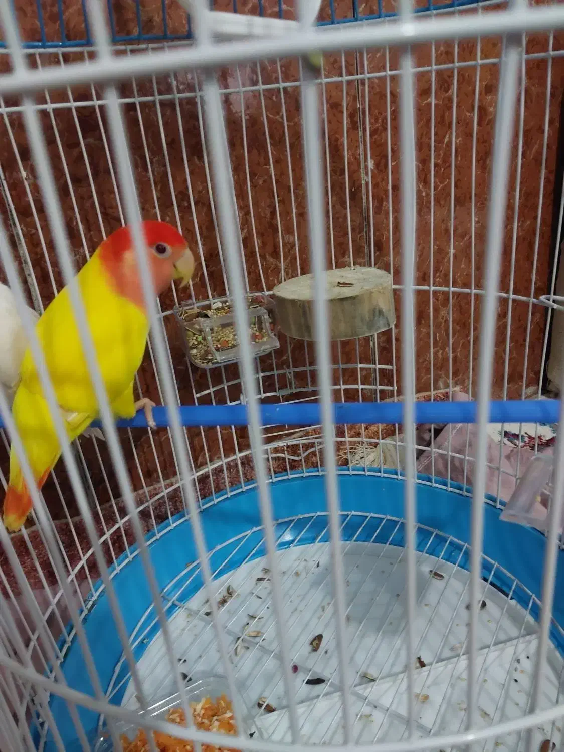 فروش طوطی برزیلی نر بشرط سلامت کامل یکساله|پرنده|بندر ماهشهر, |دیوار