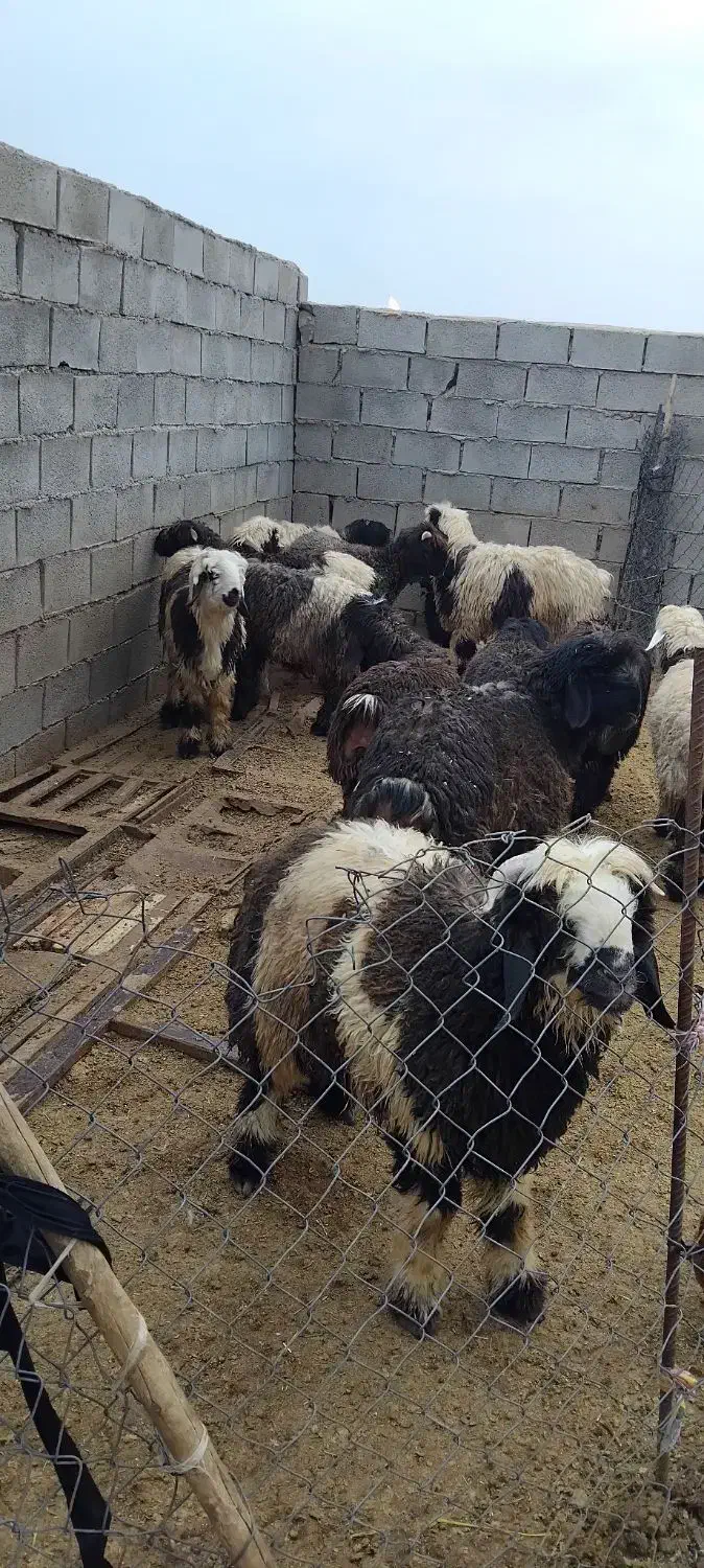 بره|حیوانات مزرعه|مسجد سلیمان, |دیوار