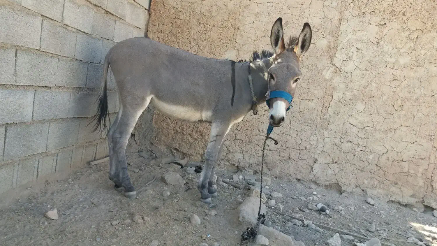 فروش|حیوانات مزرعه|جهرم, |دیوار