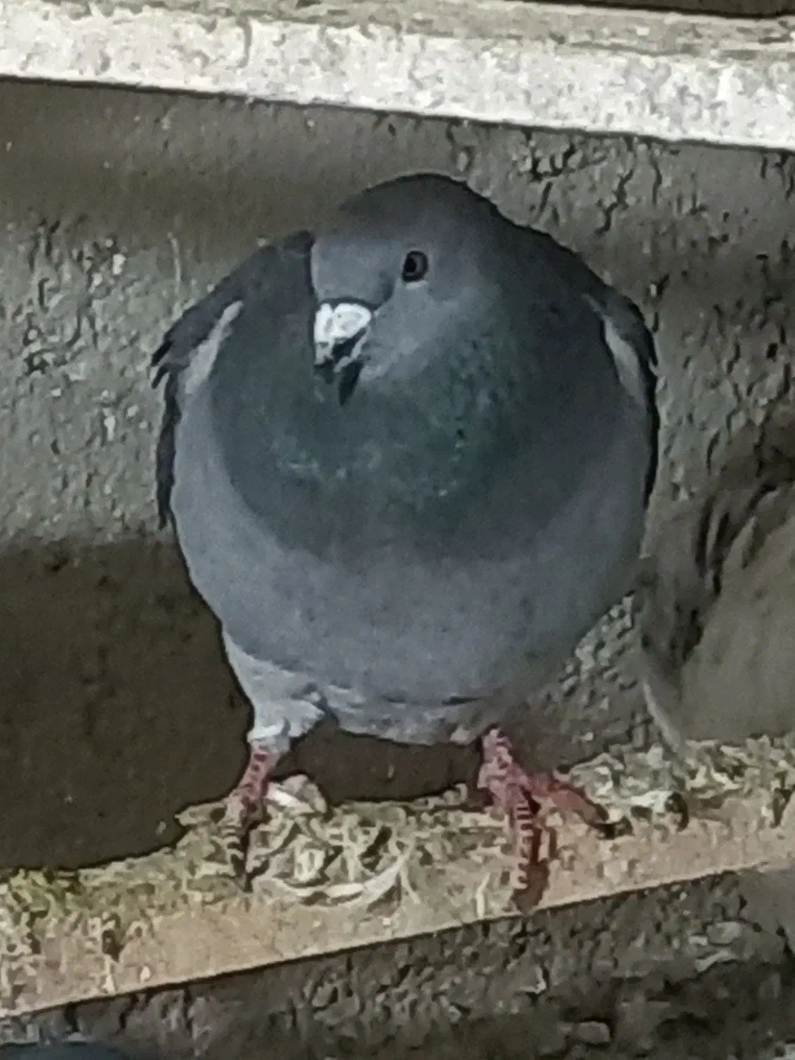 پلاکی نر|پرنده|ابهر, |دیوار