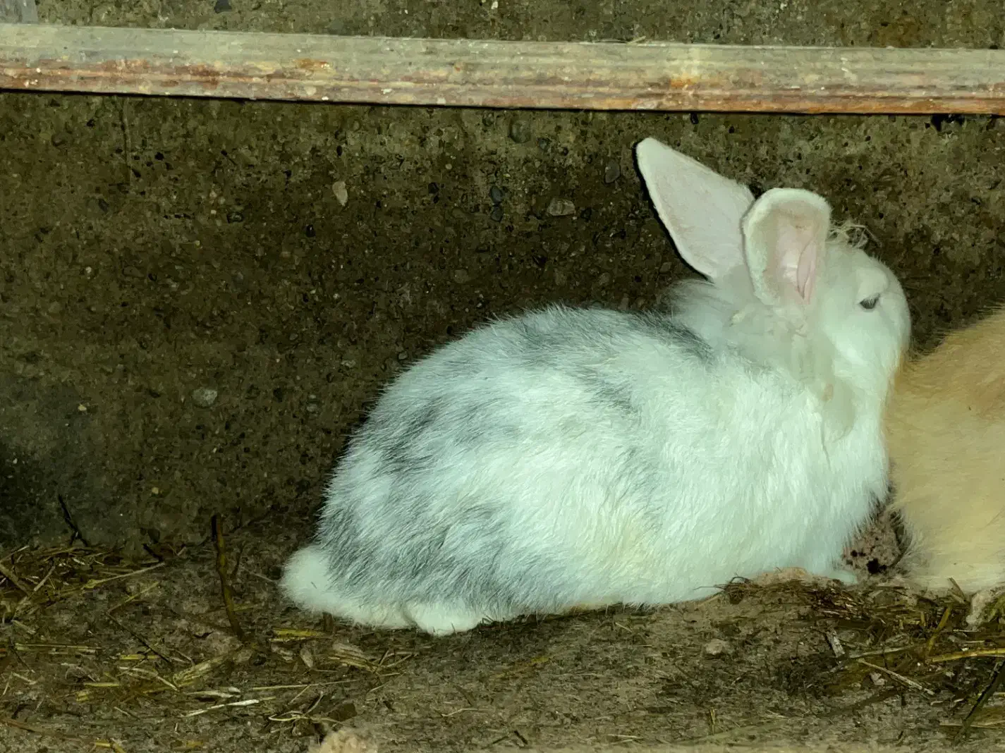 خرگوش|موش و خرگوش|رشت, کوی حسینی|دیوار