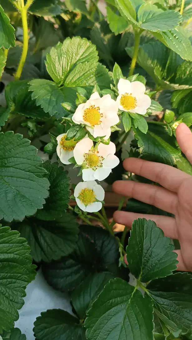 گلخانه صنعتی ۵۰۰۰ متر با همه تجهیزات|فروش دفتر صنعتی، کشاورزی، تجاری|قزوین, |دیوار