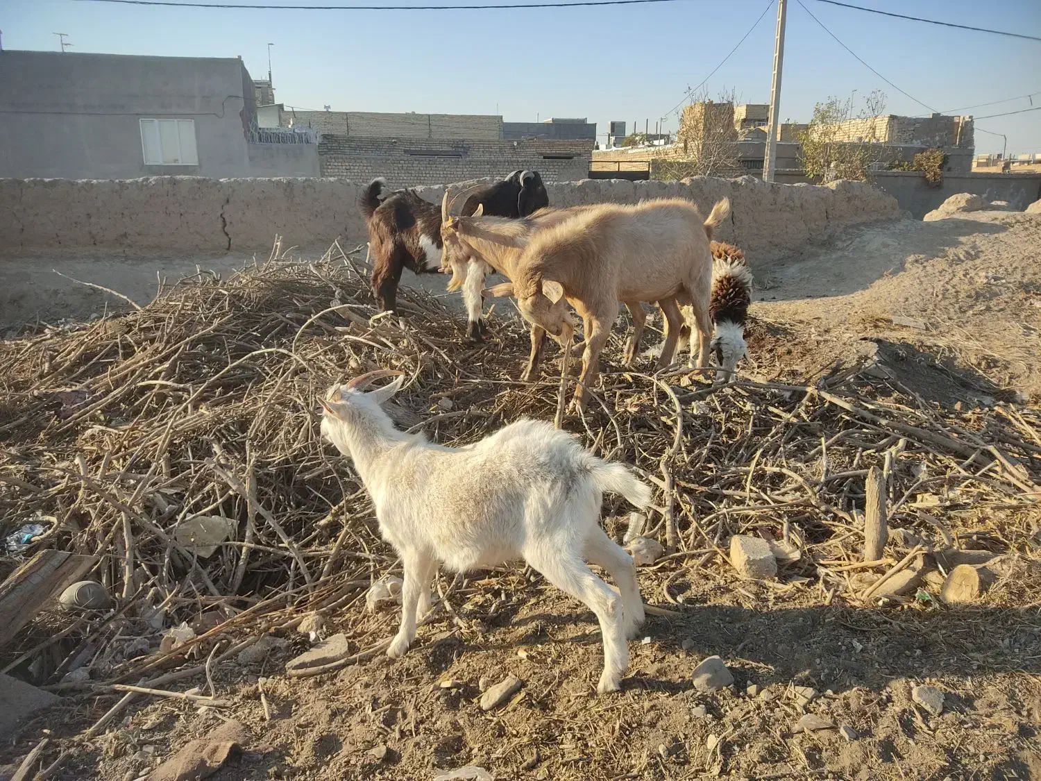 نر بز سانن پاکستانی و الپاین|حیوانات مزرعه|فریمان, |دیوار