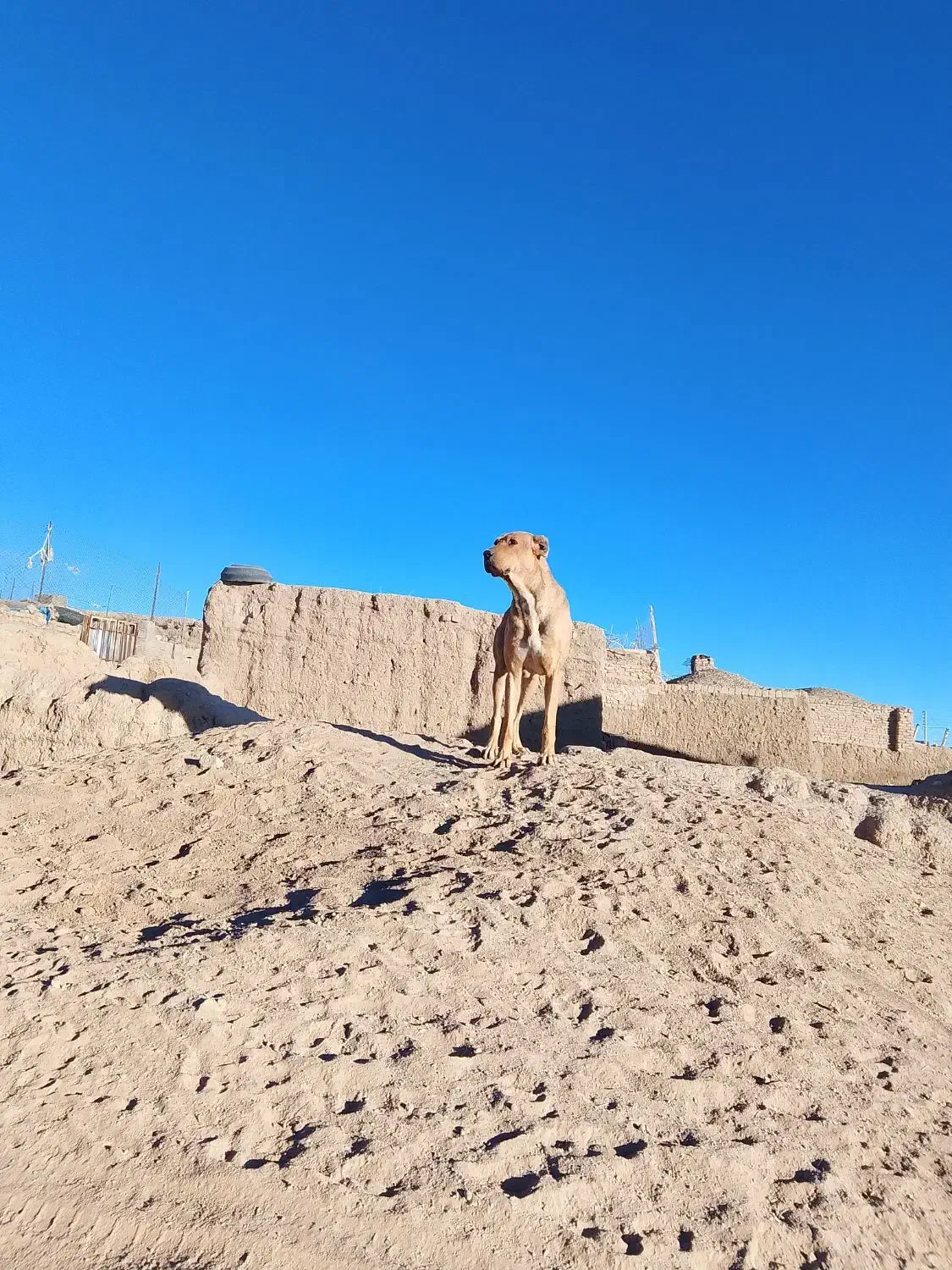 سگ گله جناور دیده|سگ|سرایان, |دیوار