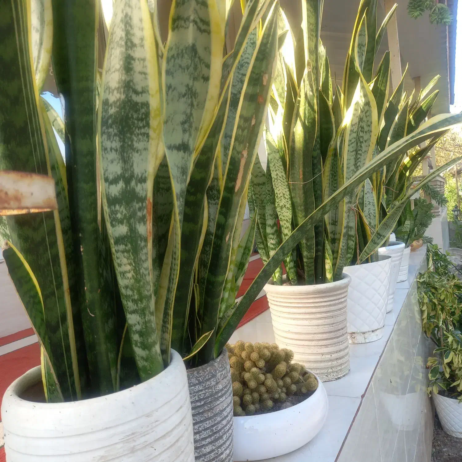 گل سانسوریای ابلق|گل و گیاه طبیعی|سنگر, |دیوار