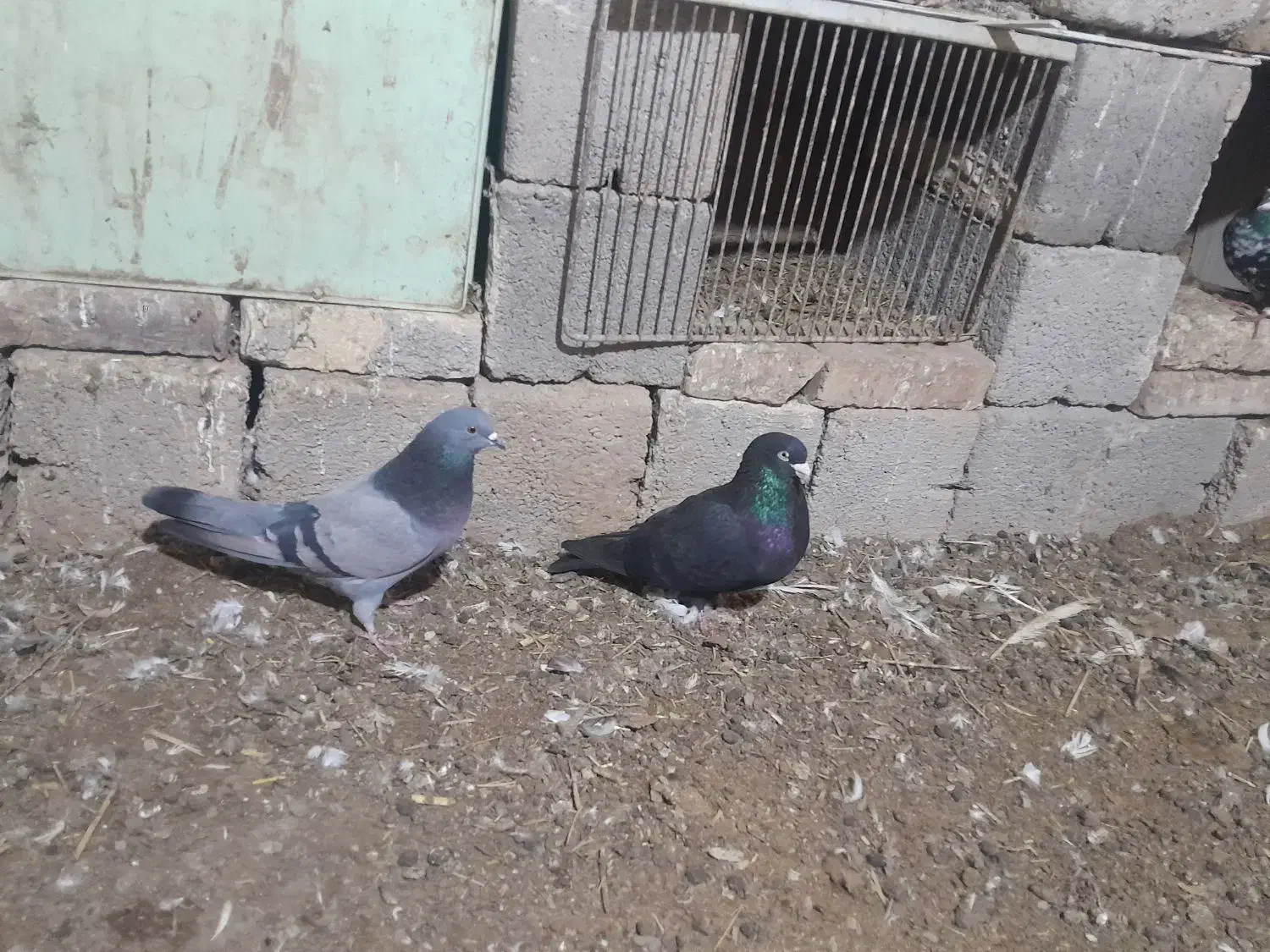 کبوتر|پرنده|پلدشت, |دیوار