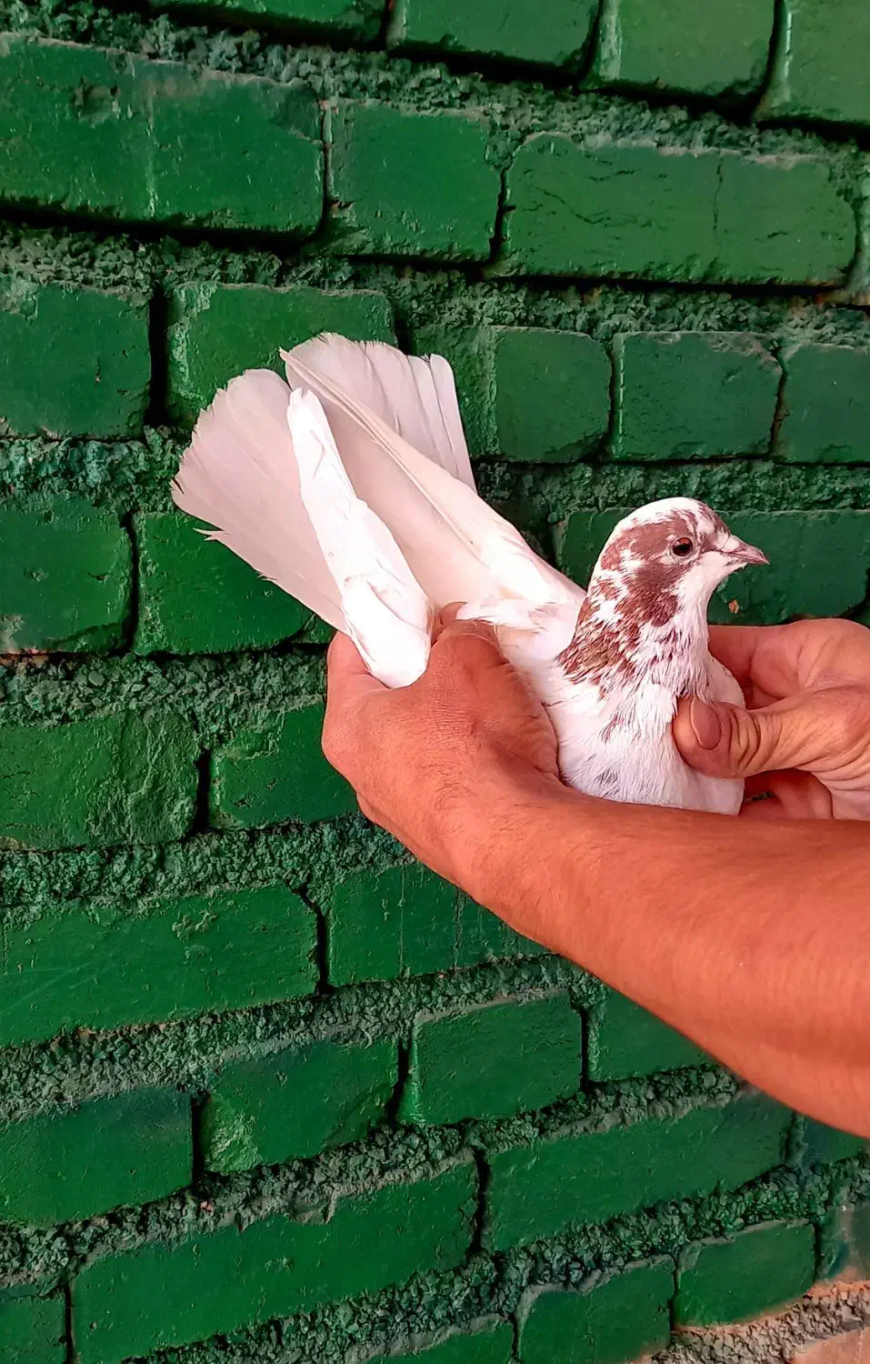 کفتر گرگی قرمزو خالدار|پرنده|ارومیه, |دیوار