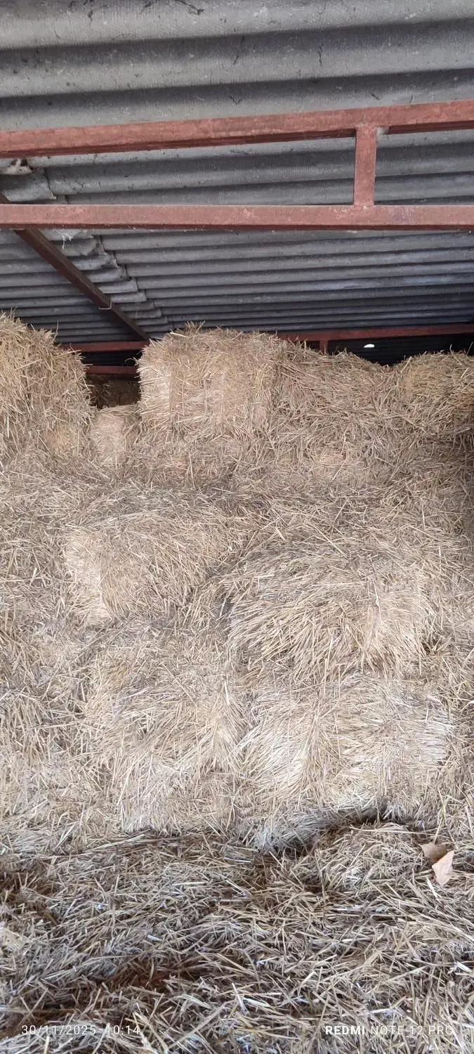 کاه|لوازم جانبی حیوانات|گنبد کاووس, |دیوار