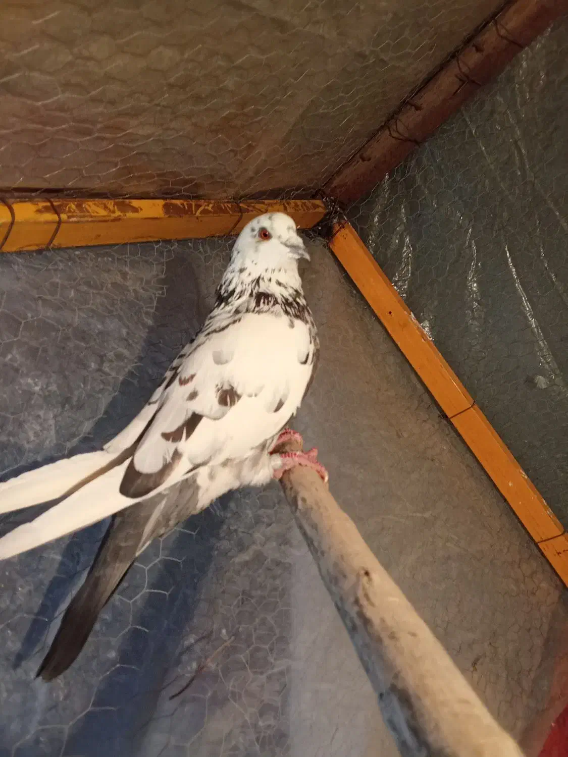 کبوتر|پرنده|رباط‌کریم, رباط‌کریم|دیوار