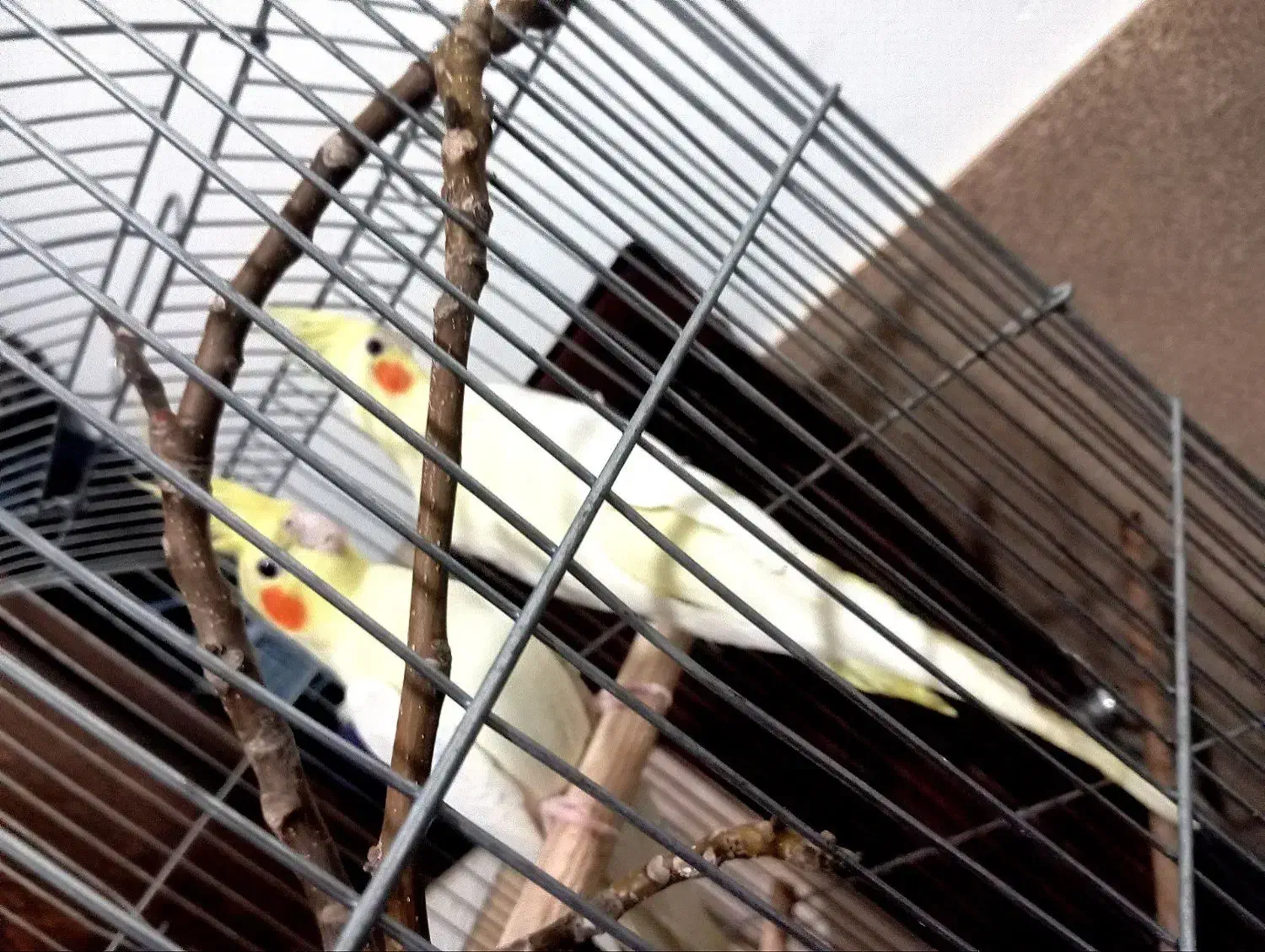 عروس هلندی به شرط تخم کردن|پرنده|نظرآباد, رسالت|دیوار