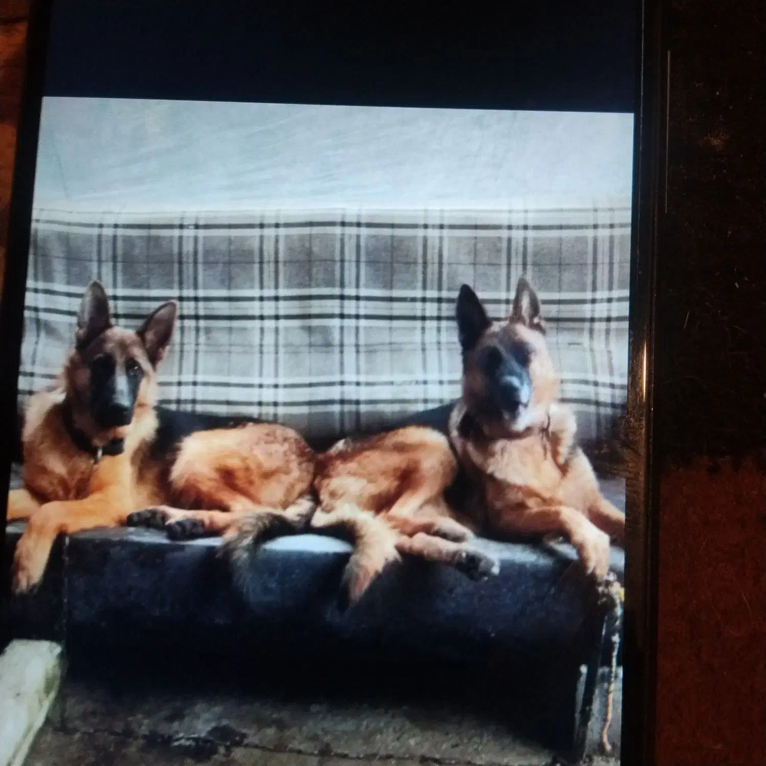 واگذاری توله ژرمن|سگ|لاهیجان, لیالستان|دیوار