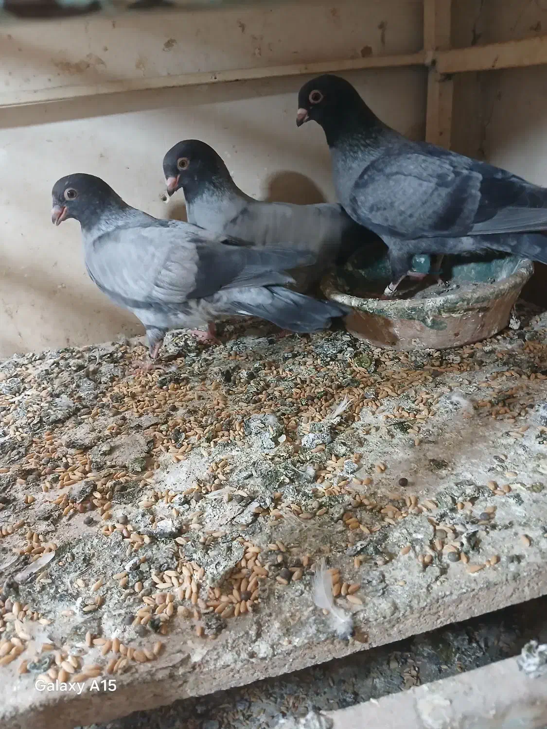 کبوتر موشی|پرنده|تهران, توحید|دیوار