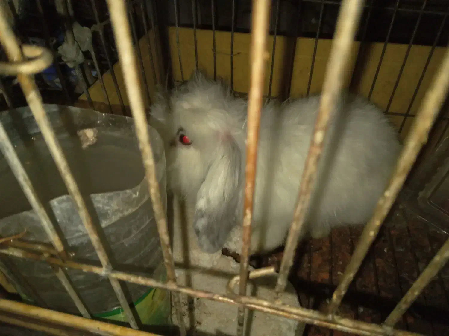 خرگوش لوپ|موش و خرگوش|زید آباد, |دیوار