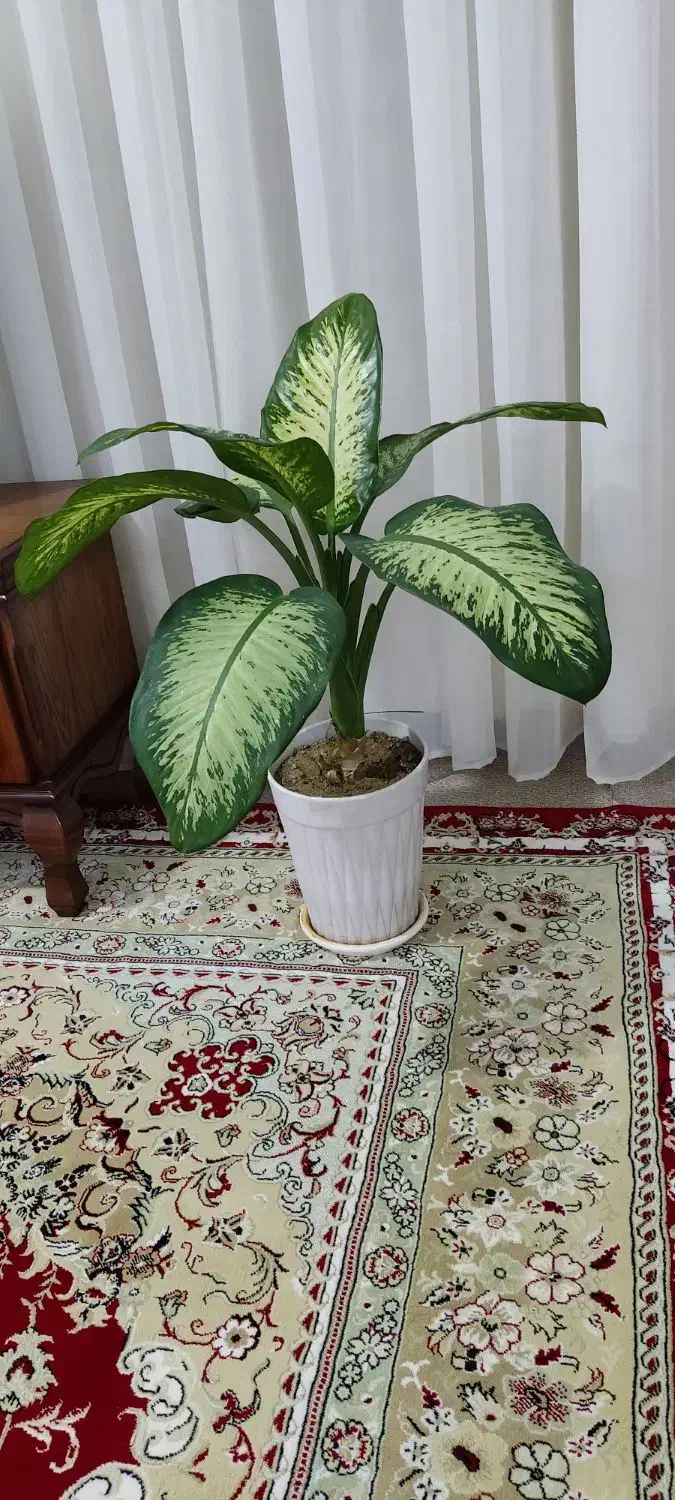 گل طبیعی|گل و گیاه طبیعی|دره شهر, |دیوار