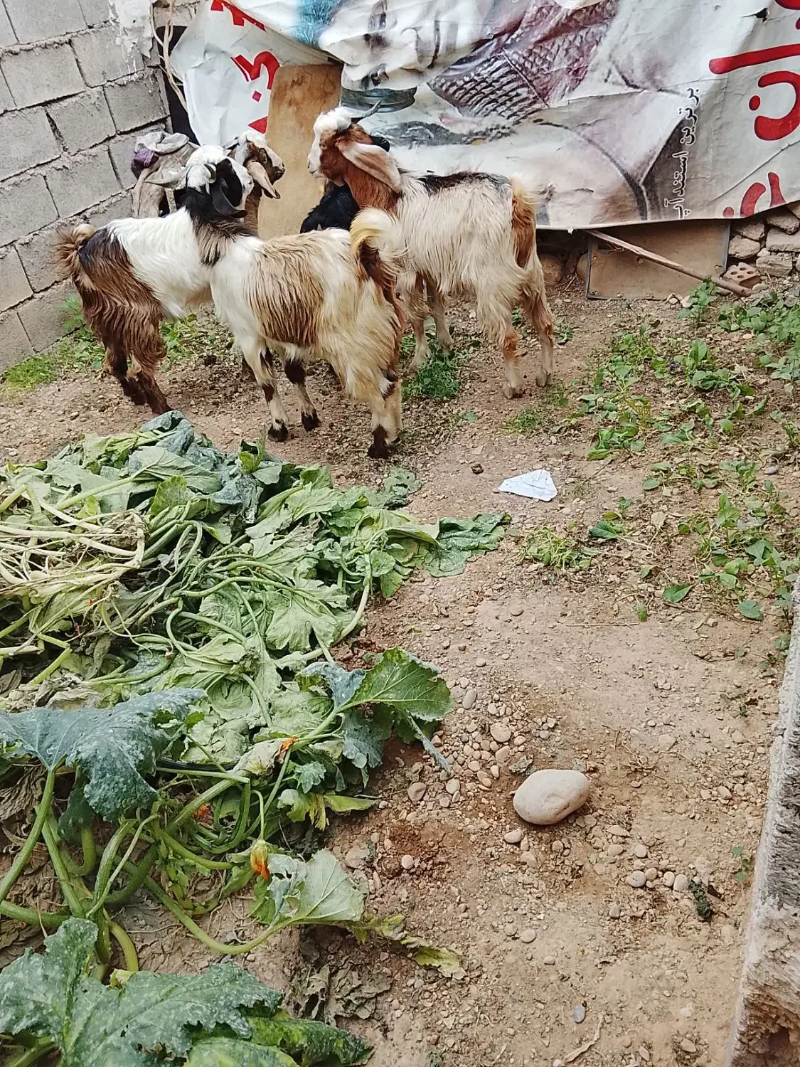 چپش مس چهارتا نر|حیوانات مزرعه|اندیمشک, |دیوار