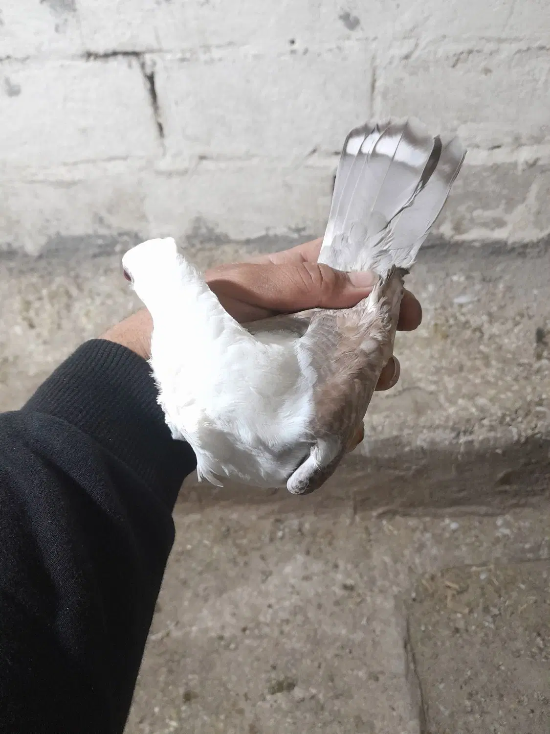 بلژیکی|پرنده|اردبیل, |دیوار