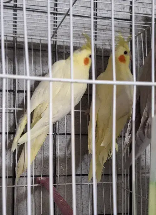 فروش عروس هلندی|پرنده|گیان, |دیوار