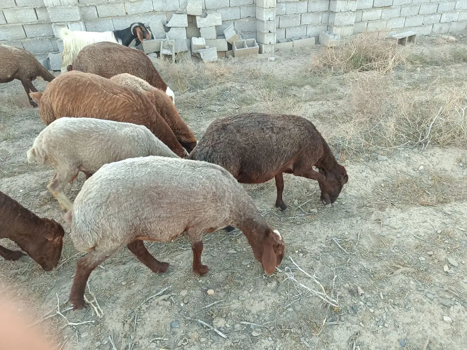 7عدد بره 20تا25کیلو|حیوانات مزرعه|گلمکان, |دیوار
