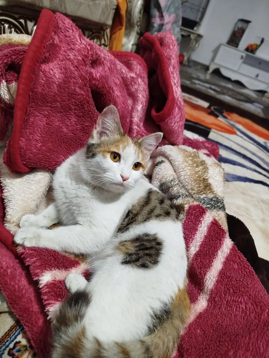 گربه خونگی|گربه|هشتگرد, هشتگرد قدیم|دیوار