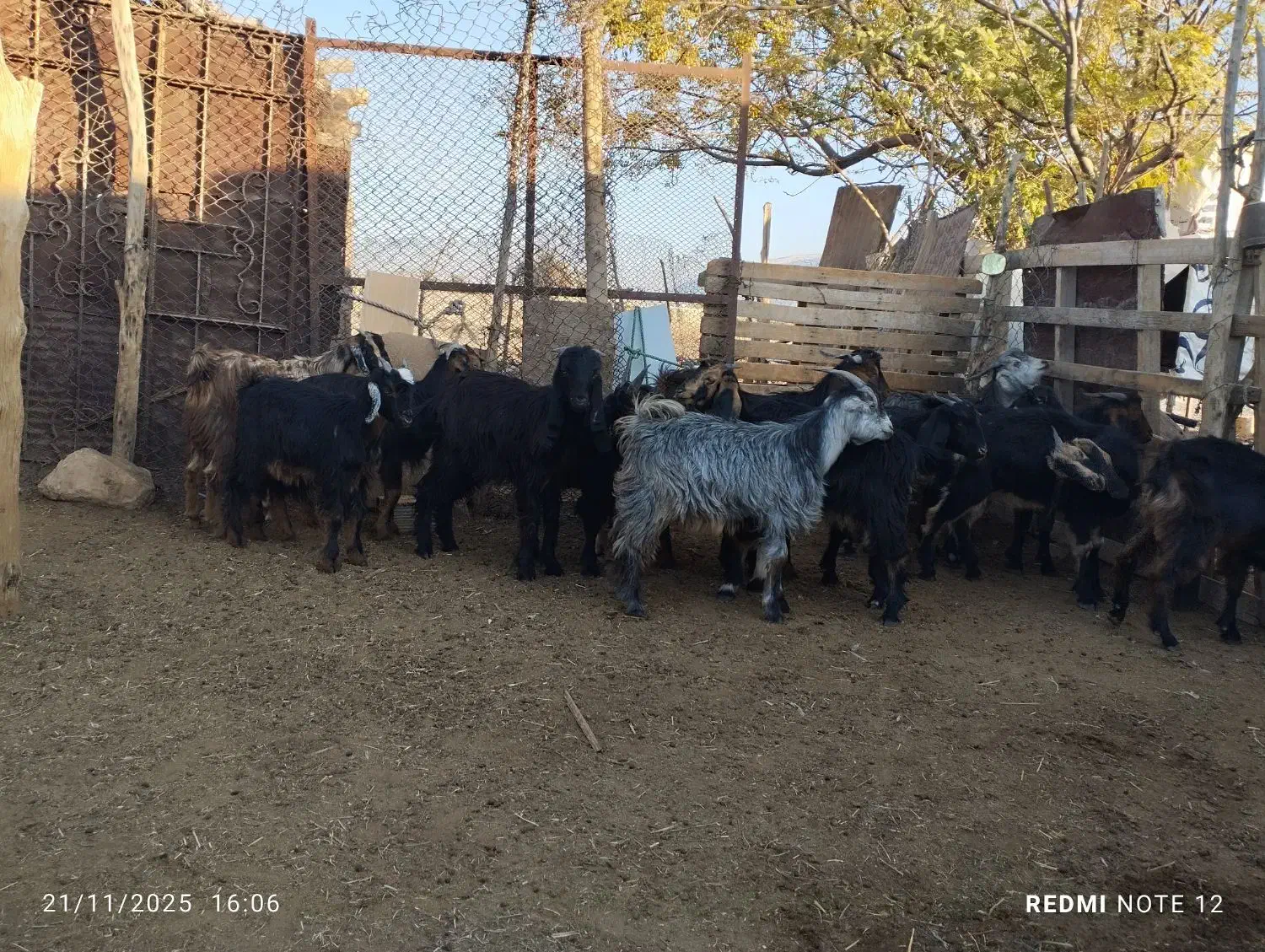 5 جفت کهره نر و ماده|حیوانات مزرعه|جهرم, |دیوار