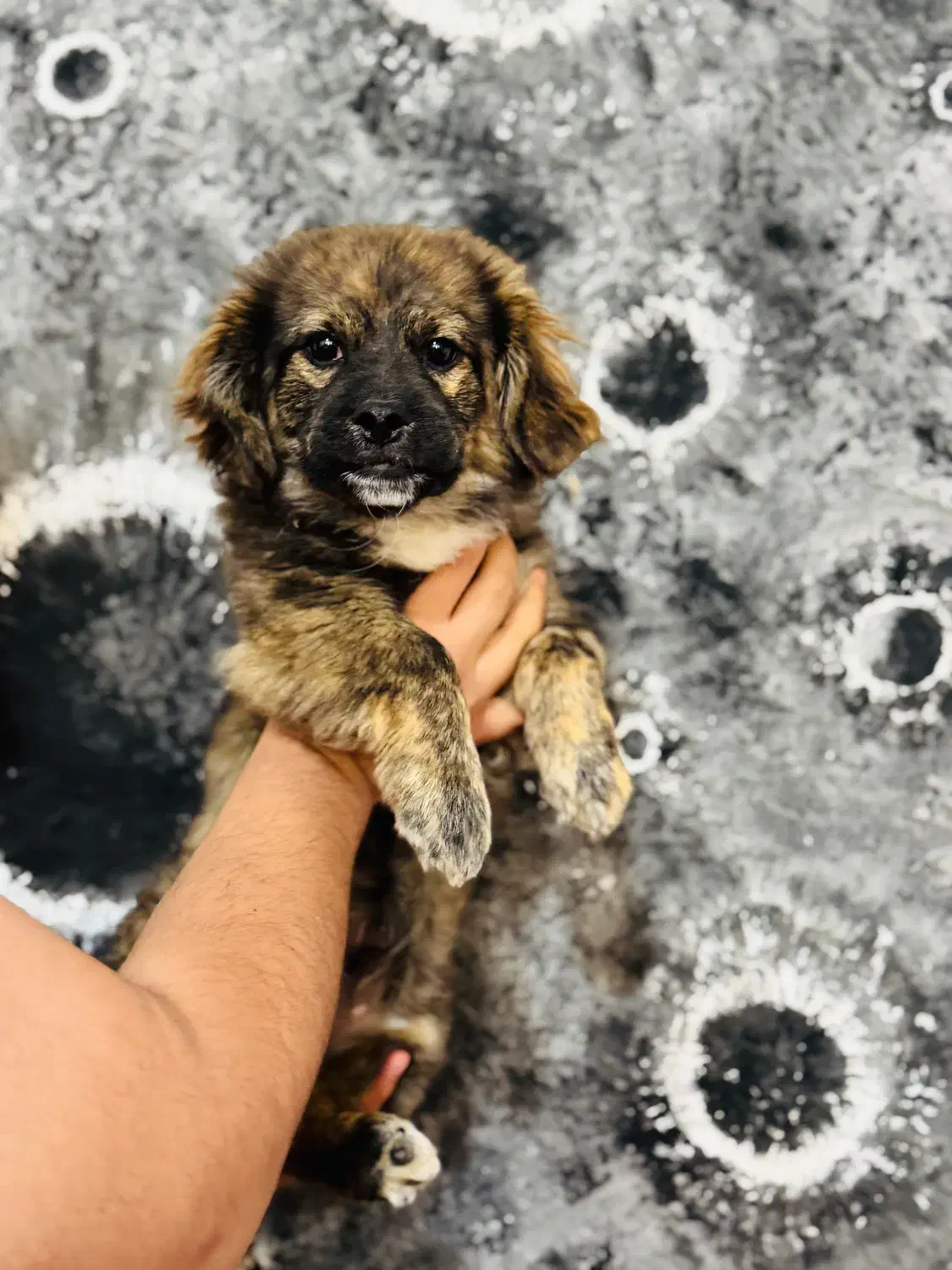 واگذاری پیکینیز تریر ۴ماهه سایز ریز|سگ|خرم‌آباد, |دیوار