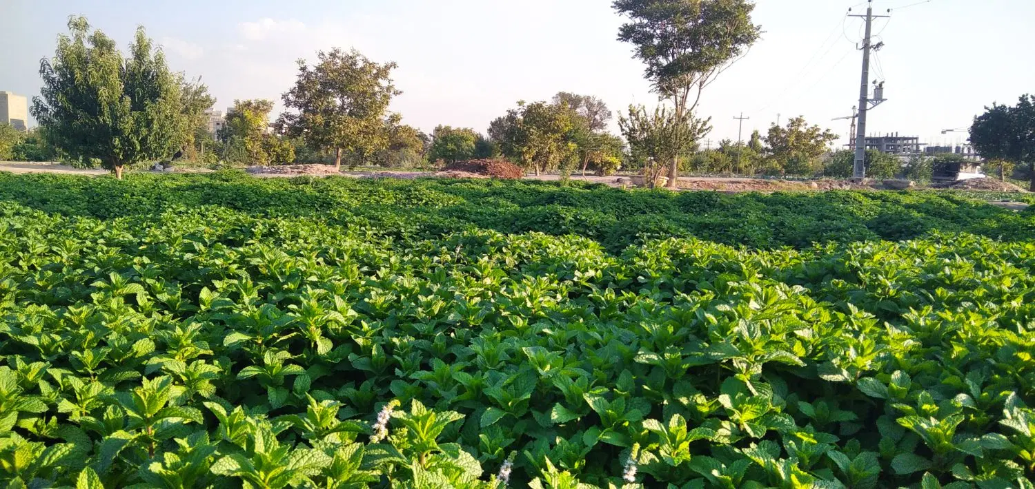سبزی|خوردنی و آشامیدنی|تبریز, |دیوار