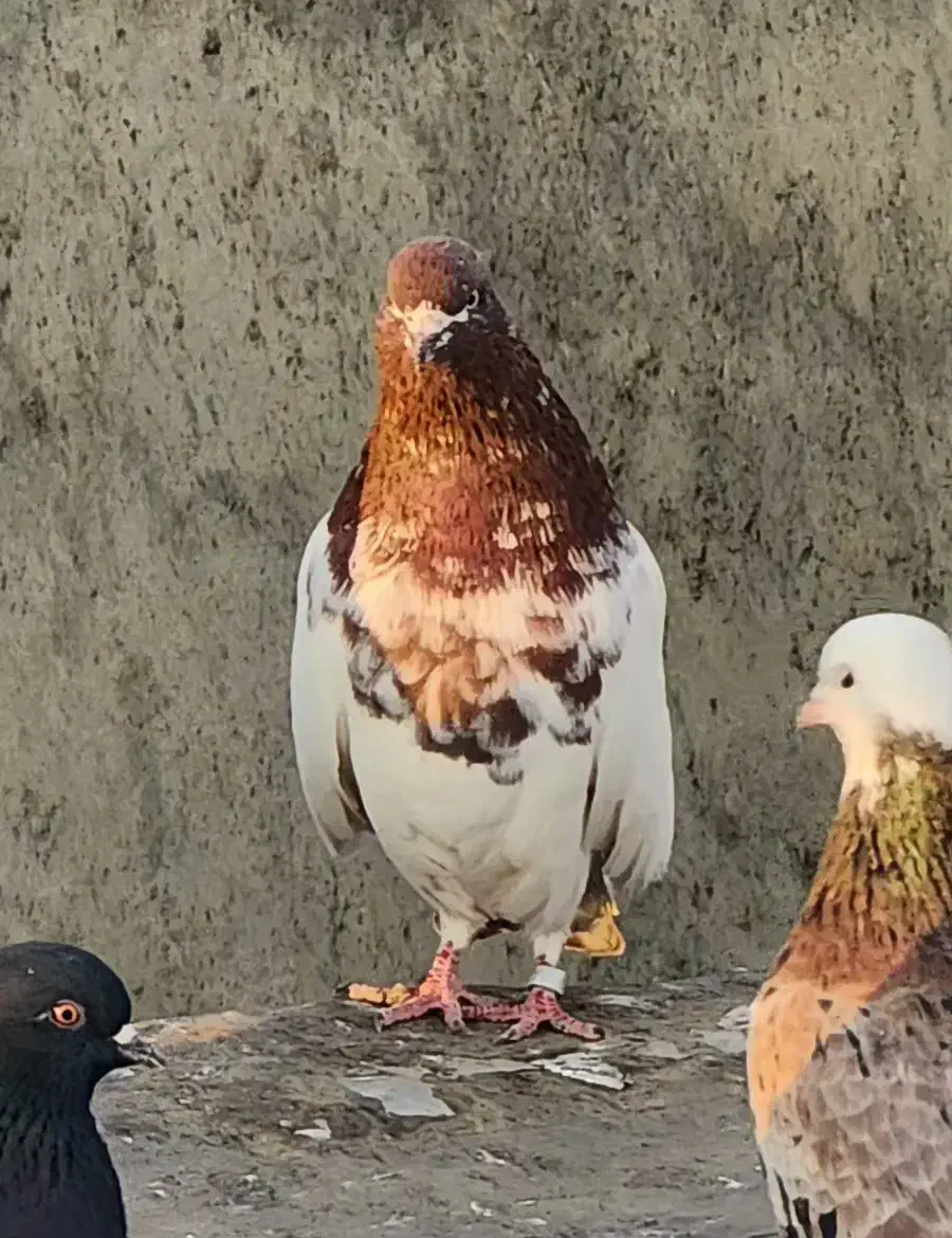 کبوتر کله ای|پرنده|بیجار, |دیوار