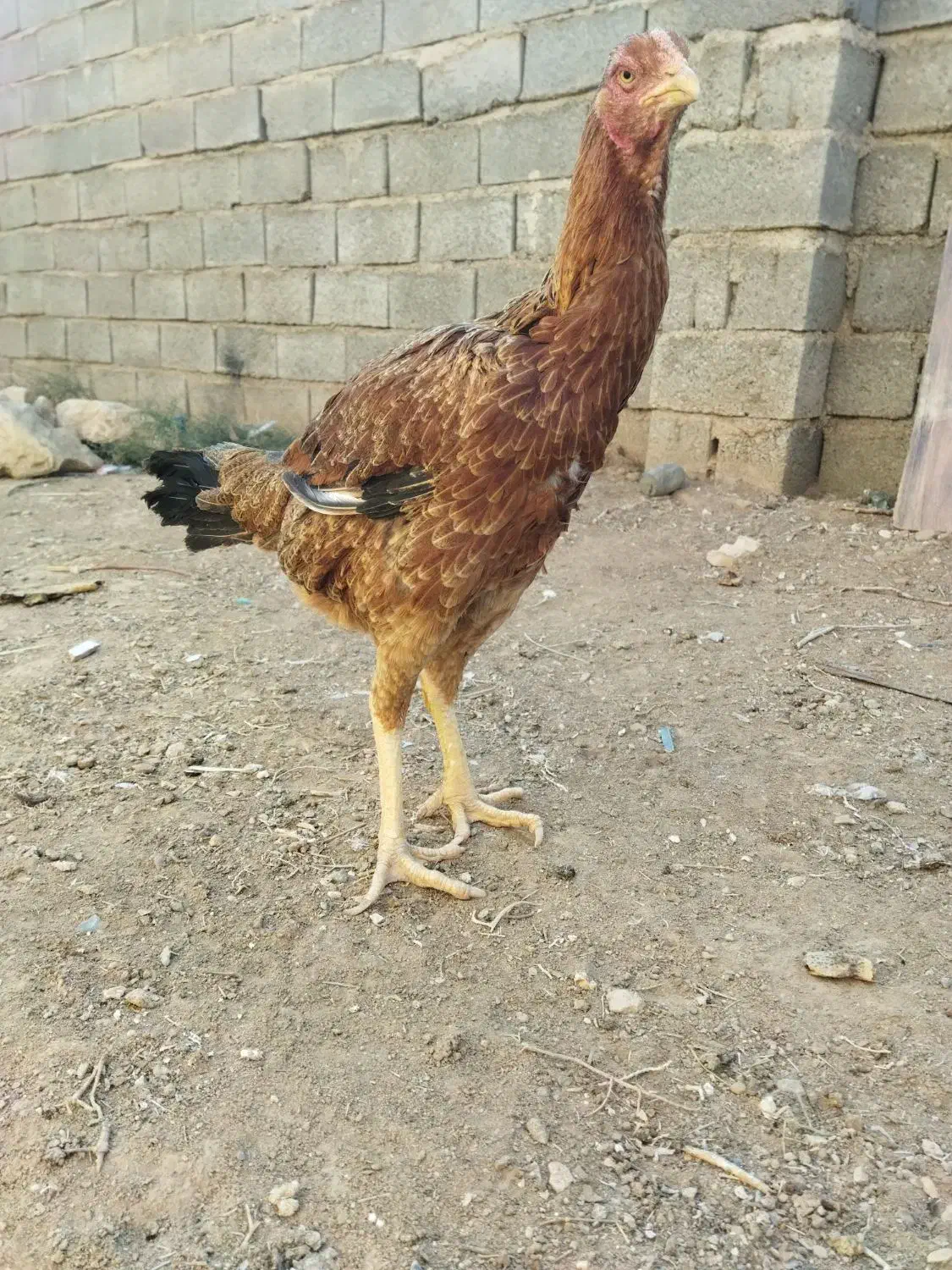 مرغ‌لاری|حیوانات مزرعه|پائین جام, |دیوار