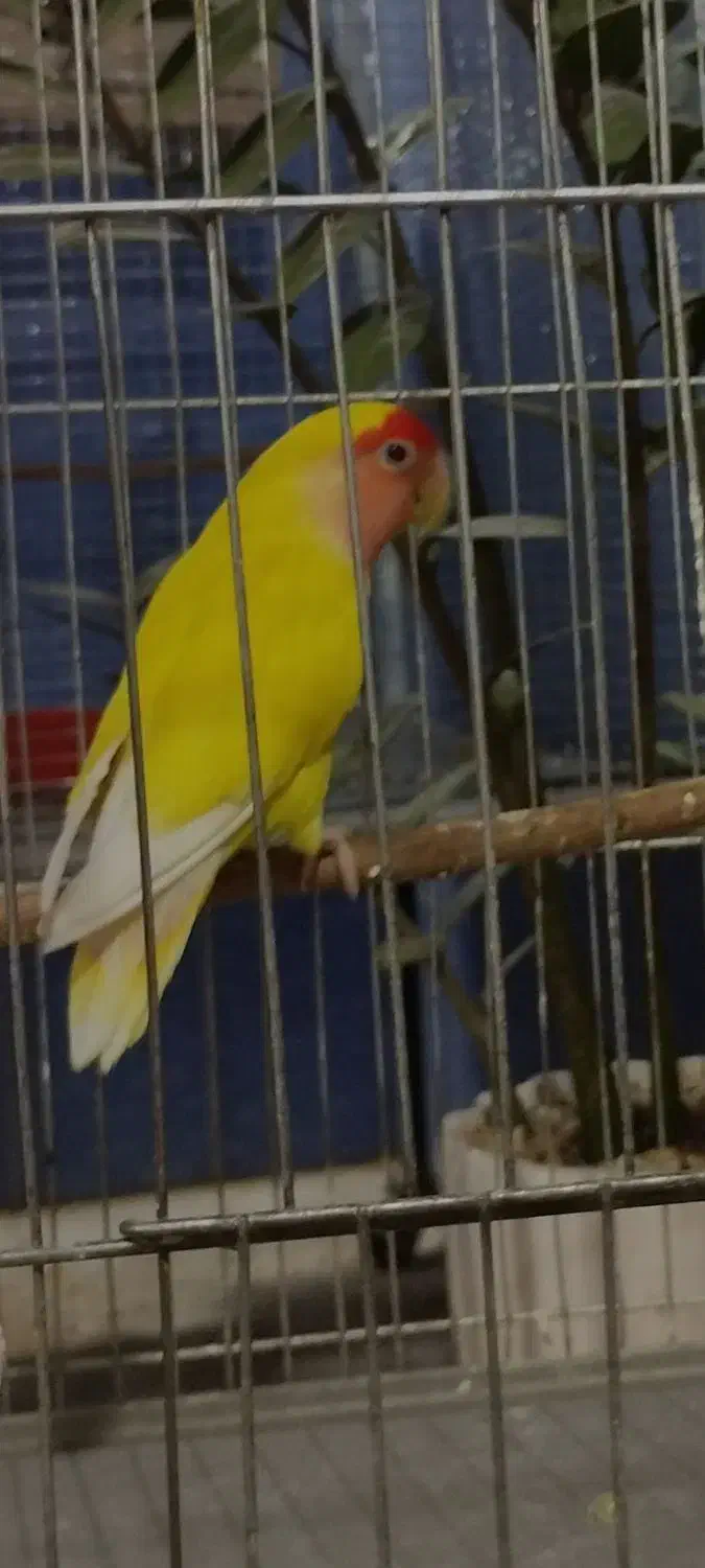 طوطی برزیلی ماده اماده جفت|پرنده|کرج, آق تپه|دیوار